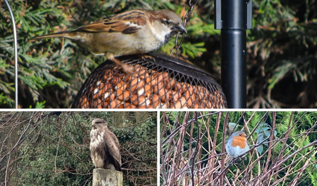 Big Garden Birdwatch Photography Competition thumbnail image