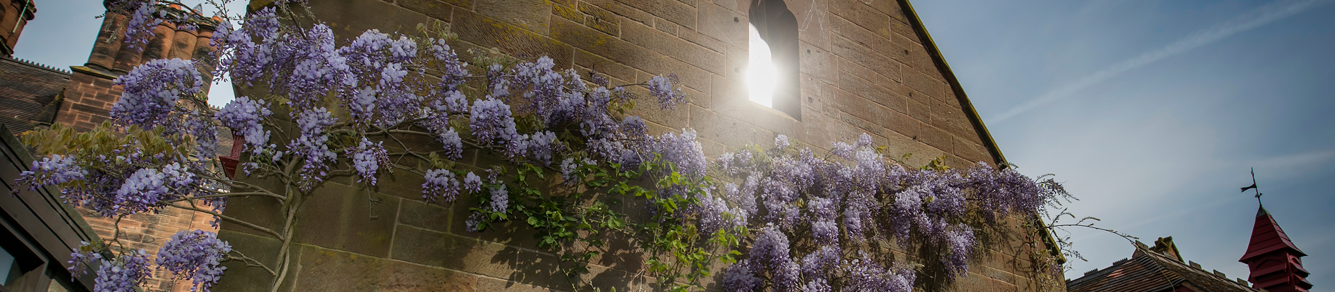 Wisteria on Buildings at Abbey Gate College