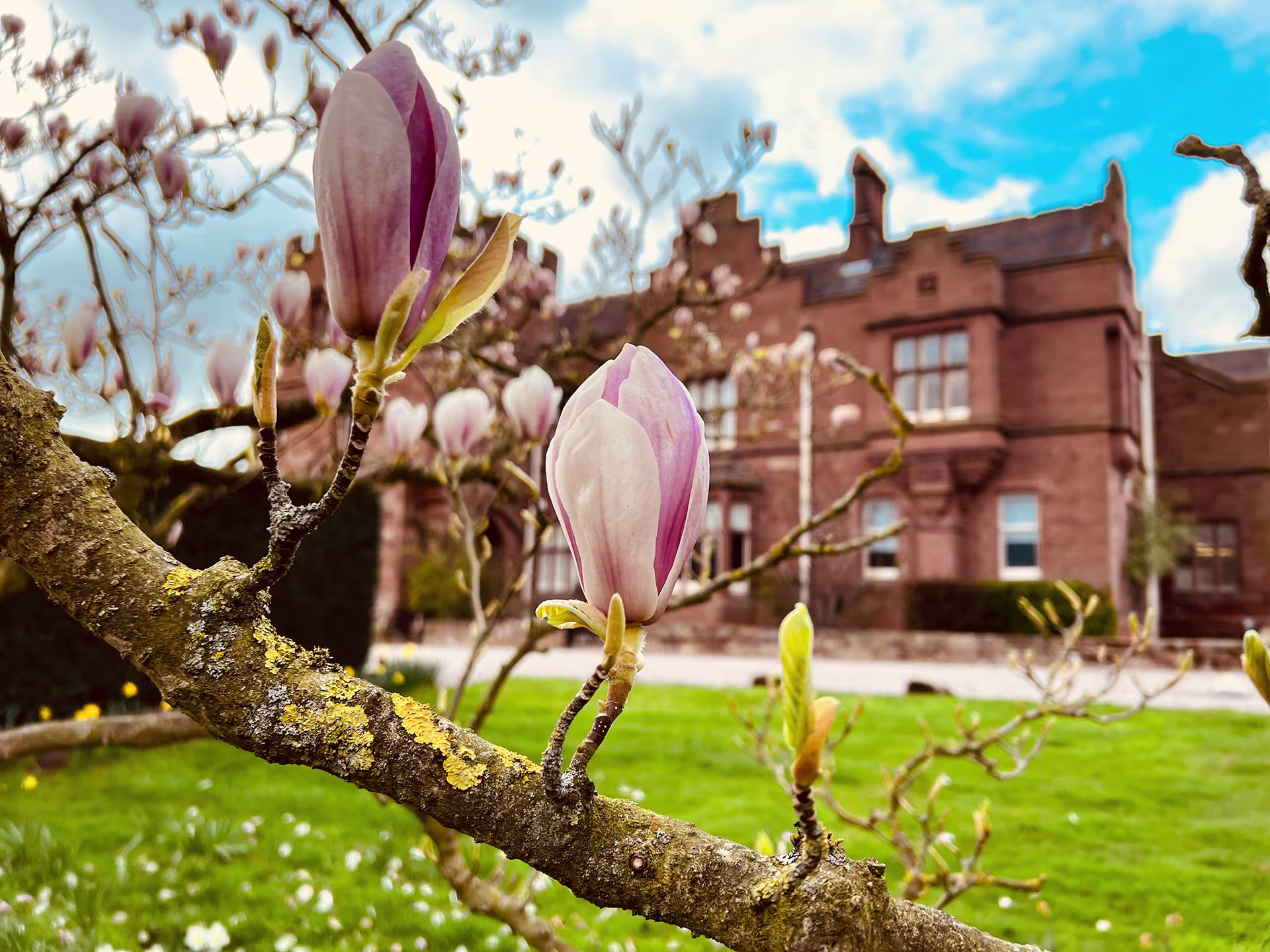 Magnolia buds beginning to bloom on the mature trees at Abbey Gate College, heralding the arrival of Spring in Saighton, Chester